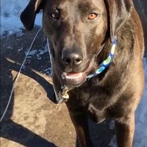 Meet your Posher, David